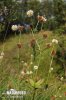 Trifolium montanum