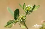 Trifolium retusum