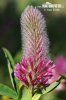 Trifolium rubens