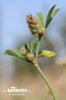 Trifolium striatum