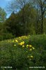 Trollius altissimus