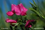 Tuberous Sweet Pea