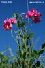 Tuberous Sweet Pea