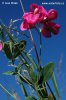 Tuberous Sweet Pea