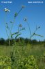 Upright Hedge Parsley