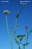 Upright Hedge Parsley