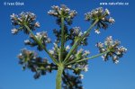 Upright Hedge Parsley