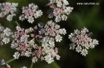 Upright Hedge Parsley