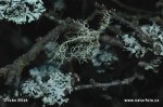 Usnea hirta