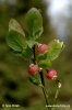 Vaccinium myrtillus