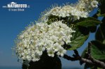 Viburnum lantana