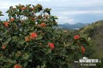 Viburnum lantana