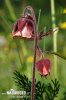 Water Avens