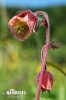 Water Avens