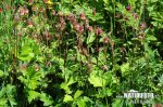 Water Avens