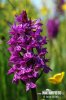 Western Marsh Orchid