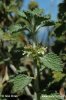 White Horehound