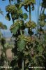 White Horehound