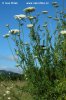 Wild Carrot