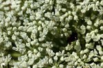 Wild Carrot