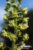 Wild Mignonette