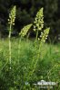 Wild Mignonette