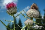 Wollige distel