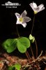 Wood Sorrel, Shamrock