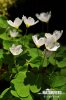 Wood Sorrel, Shamrock