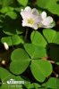 Wood Sorrel, Shamrock