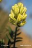 Woolly Milk-Vetch