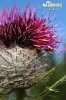 Woolly thistle