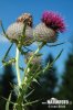 Woolly thistle