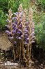 Wormwood Broomrape