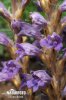 Wormwood Broomrape