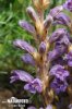 Wormwood Broomrape