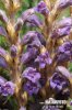 Wormwood Broomrape