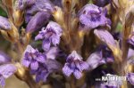 Wormwood Broomrape