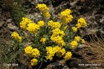 Yellow Alyssum