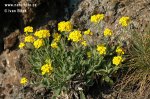 Yellow Alyssum
