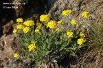 Yellow Alyssum