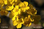 Yellow Alyssum