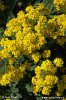 Yellow Alyssum