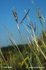 Yellow Bluestem