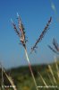 Yellow Bluestem