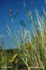 Yellow Bluestem