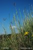 Yellow Bluestem