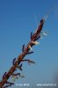 Yellow Bluestem