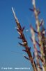 Yellow Bluestem