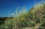 Yellow Bluestem